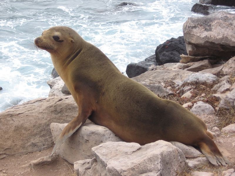 sea lion bull Galapagos pinniped